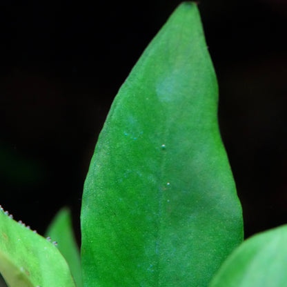 Macro shot of a green anubias congensis mini aquarium plant against a black background