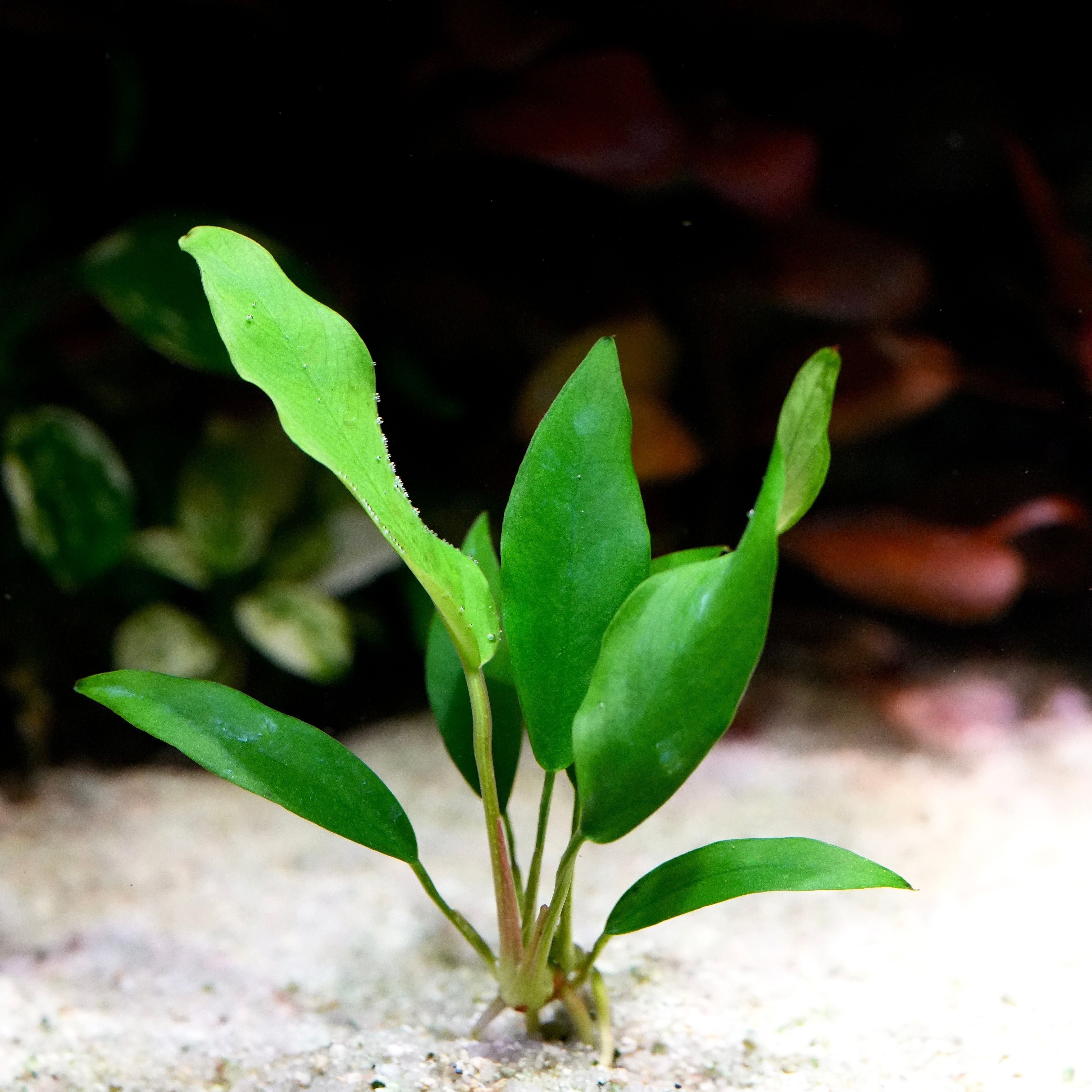 Green anubias congensis mini aquarium plant on a sandy substrate with a blurred background
