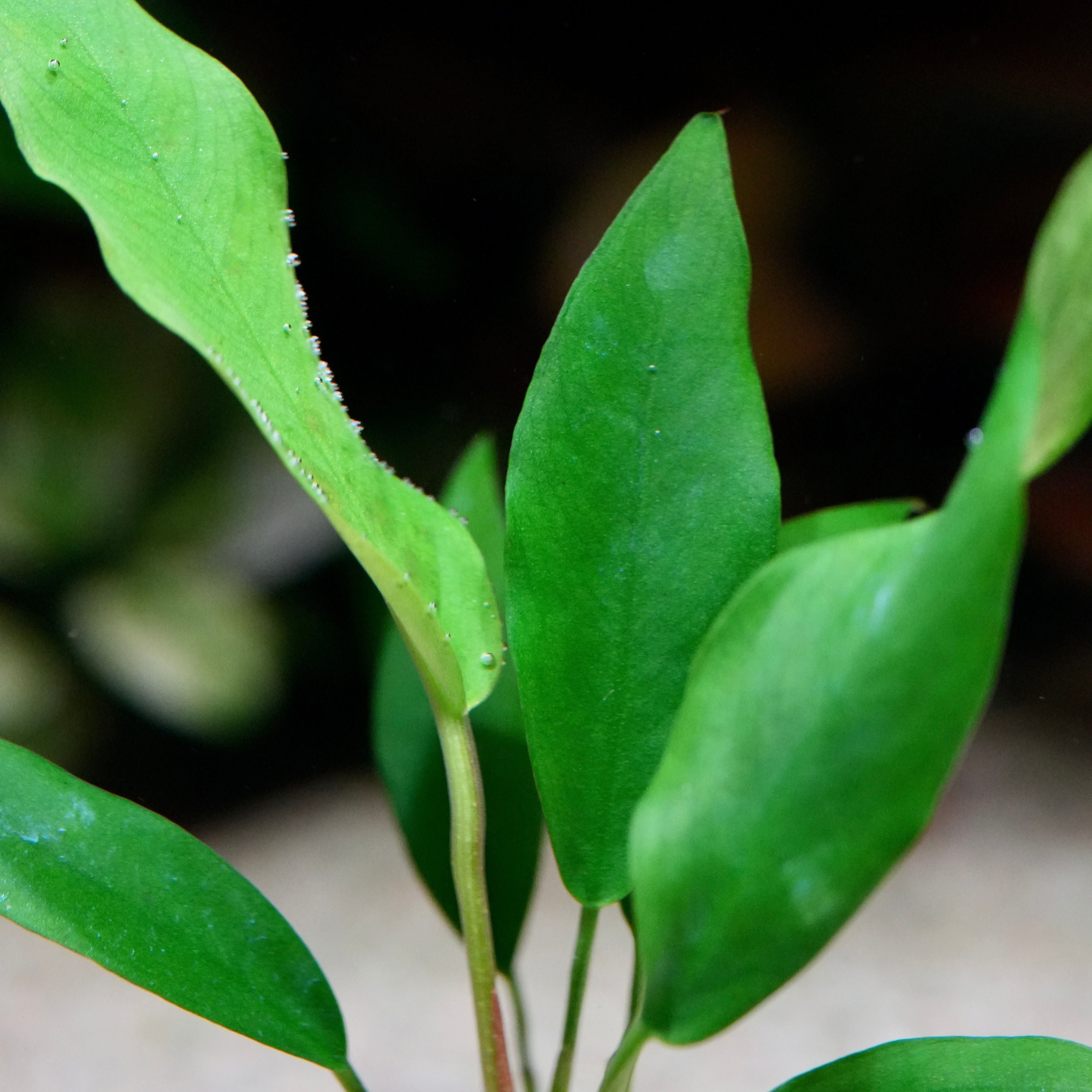 Close-up of green anubias congensis mini aquarium plant leaves