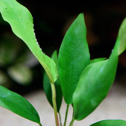 Close-up of green anubias congensis mini aquarium plant leaves