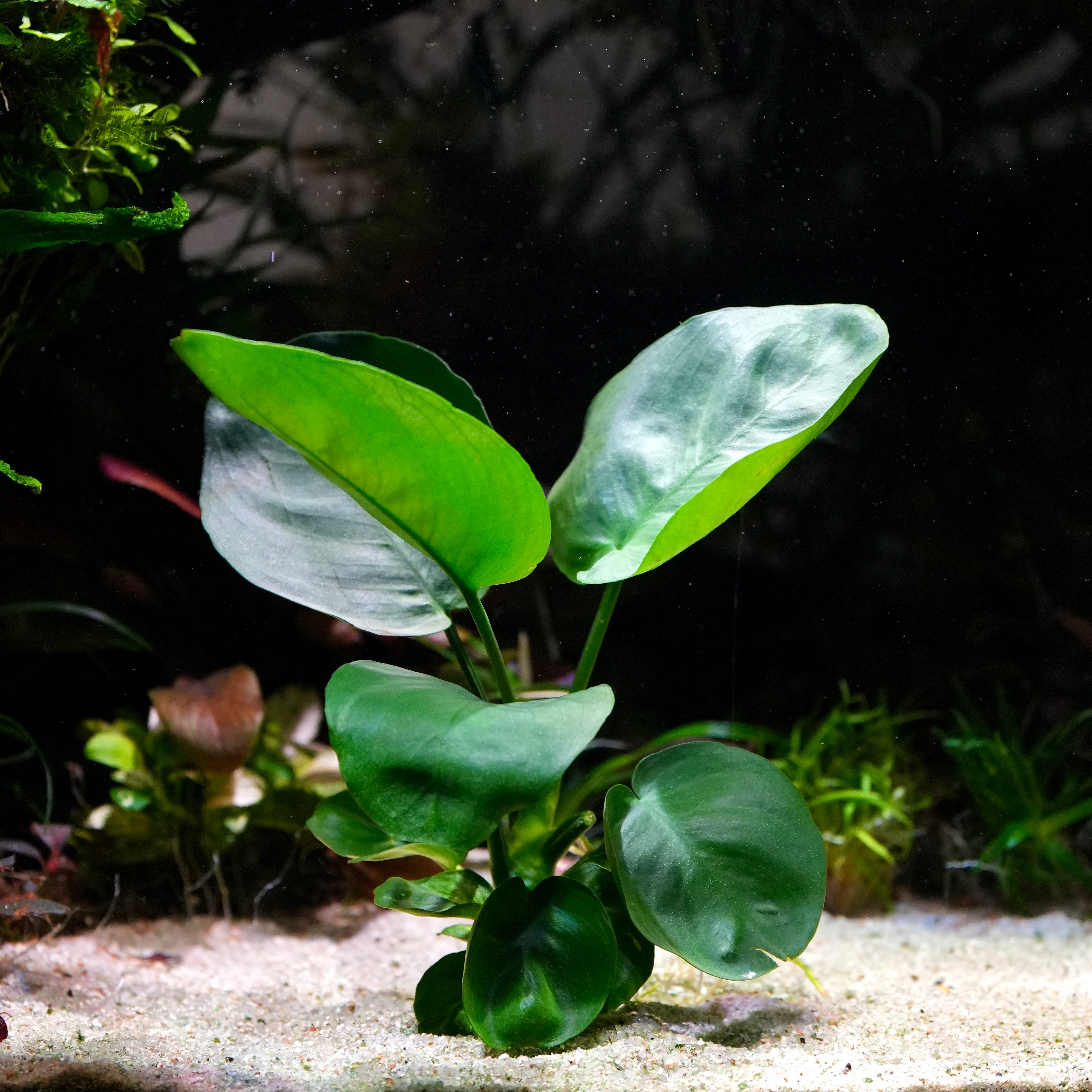 Large green anubias emerald round aquarium epiphyte plant in an aquarium setting with a dark background