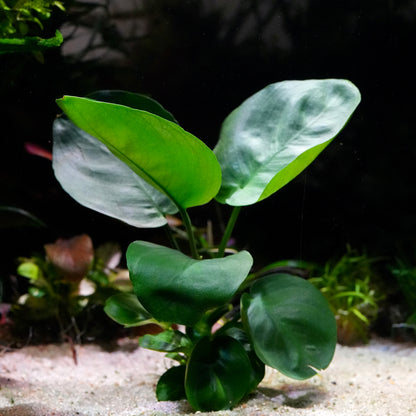 Deep green anubias emerald round aquarium epiphyte plant in sand