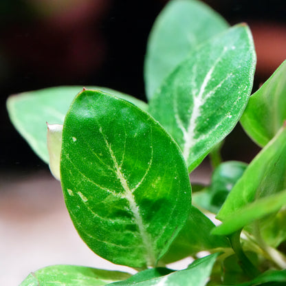 Macro of green leaves anubias giant stardust rare aquarium plant with a blurred background