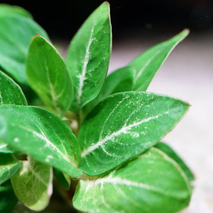 Close-up of green leaves anubias giant stardust with white veins on a blurred background