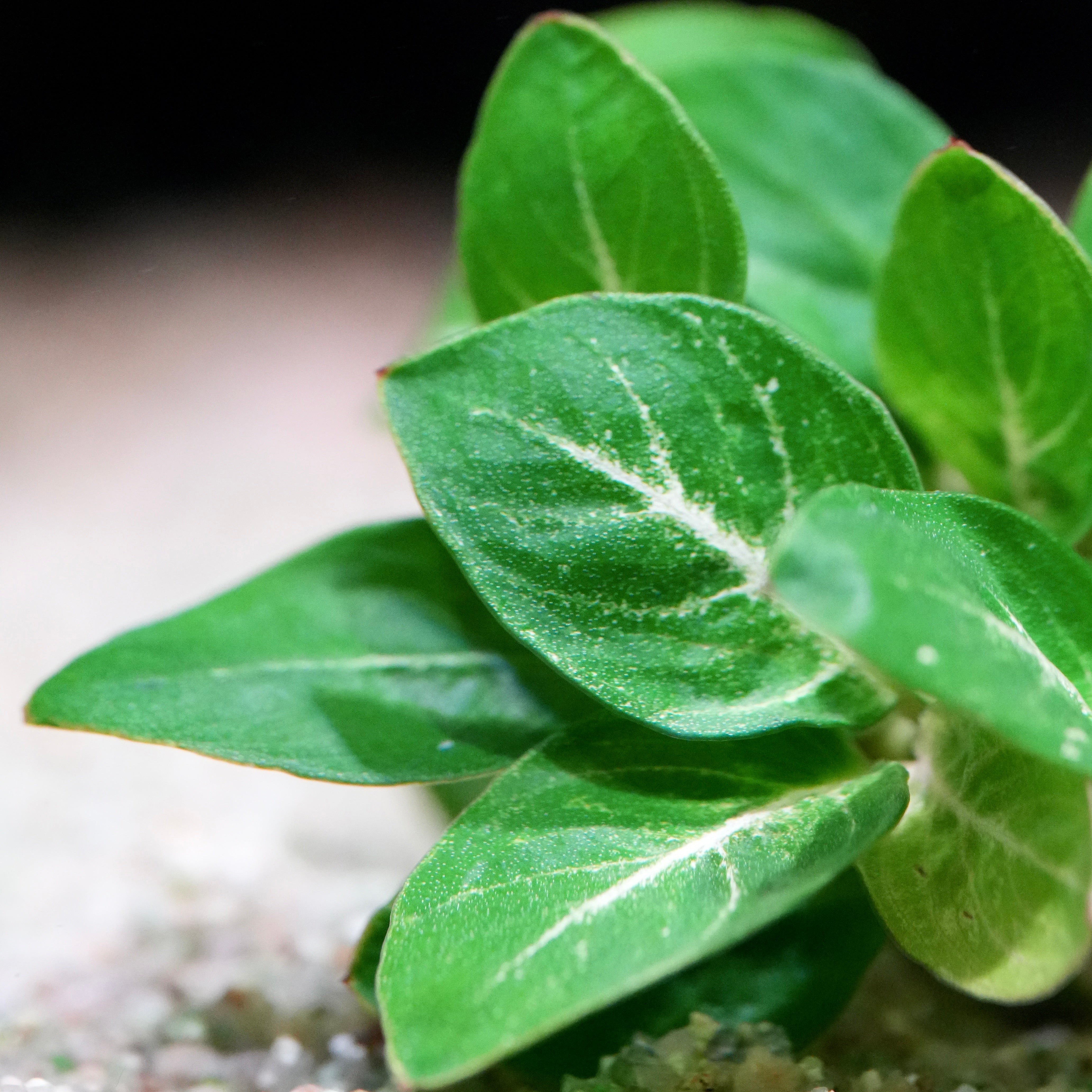 Left side of anubias giant stardust rare aquarium plant