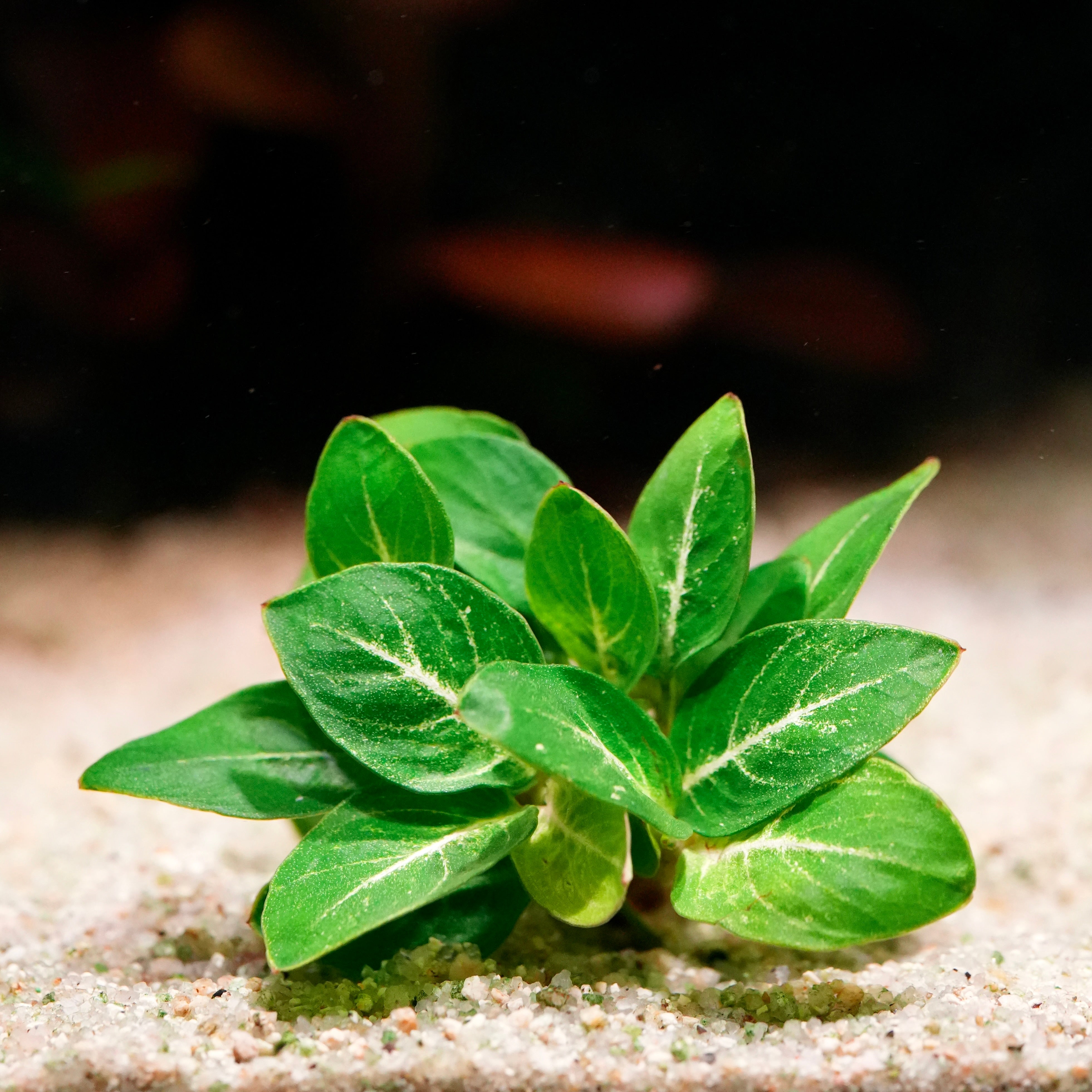 Small green anubias giant stardust rare aquarium plant with white veins on a sandy surface