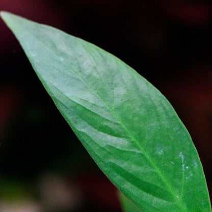 Macro shot of a green leaf of anubias glabra lanceolata aquarium plant 