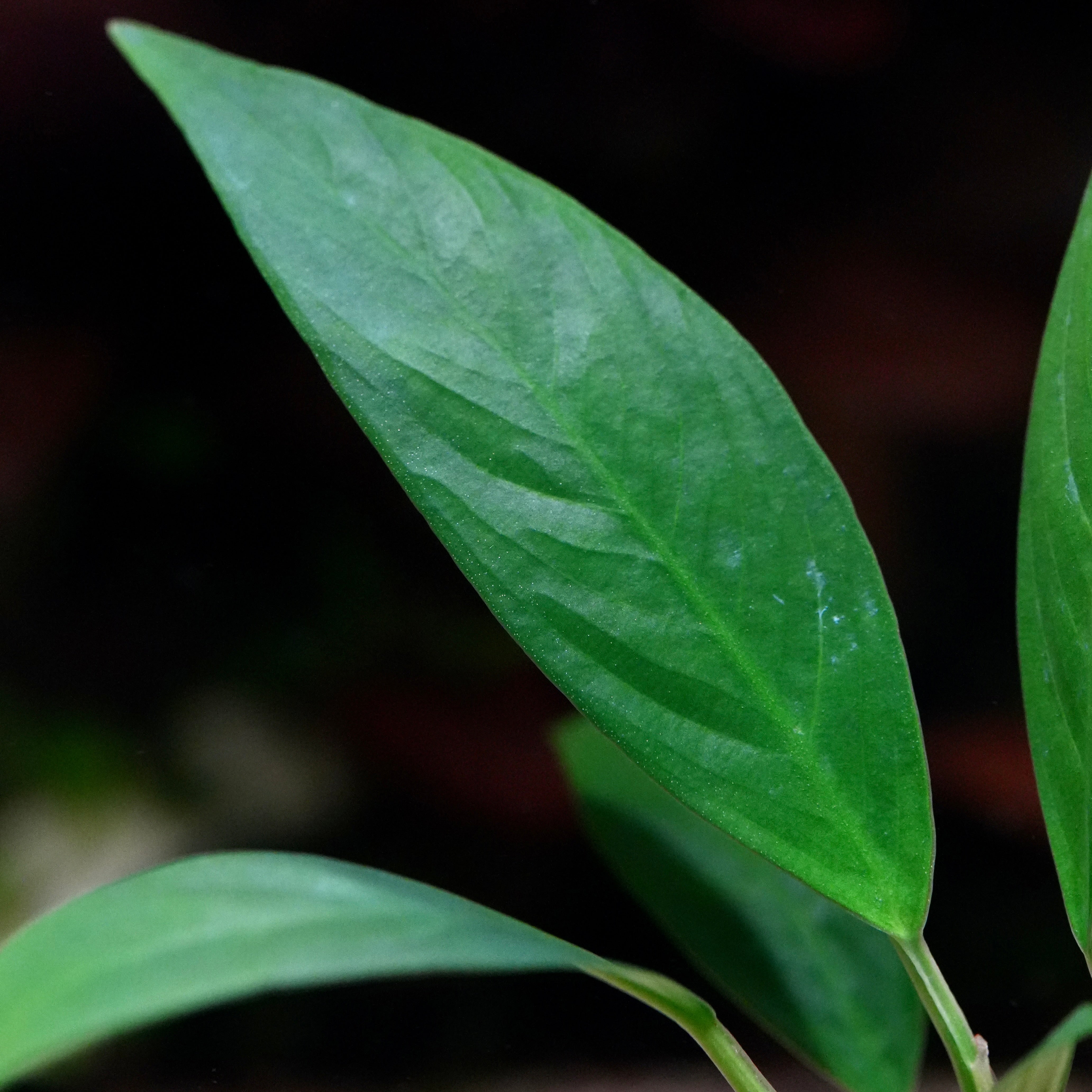 Close-up of a green leaves of anubias glabra lanceolata aquarium plant 