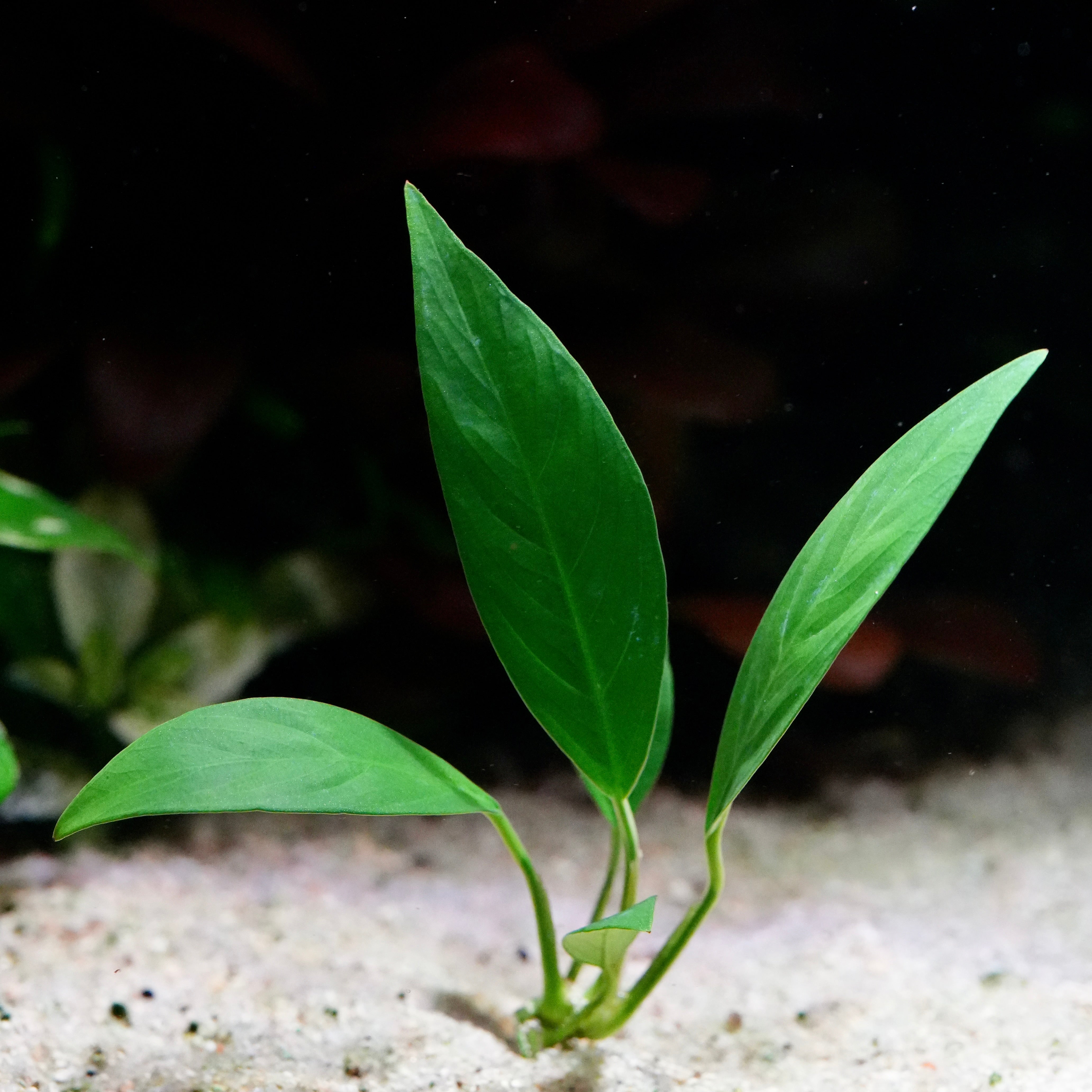 Green long anubias glabra lanceolata aquarium plant 
