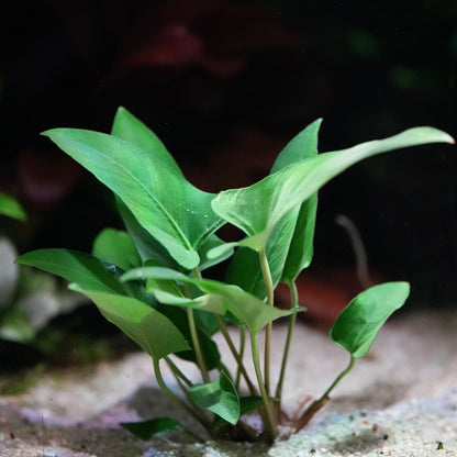 Green anubias gracilis aquatic plant on a sandy substrate