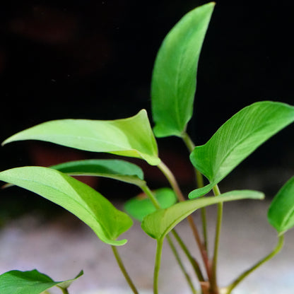Bunch of leaves of anubias gracilis aquatic plant