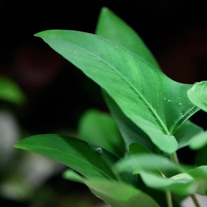 Close-up of green leaves of anubias gracilis aquatic plant with water droplets on a dark background