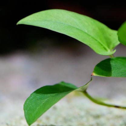 Macro shot of anubias gracilis aquatic plant leaf