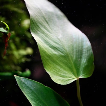 Macro shot of anubias hastifolia aquarium epiphyte plant leaf