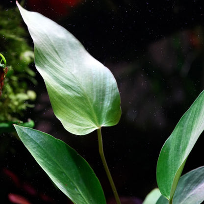 Macro shot of anubias hastifolia aquarium epiphyte plant 