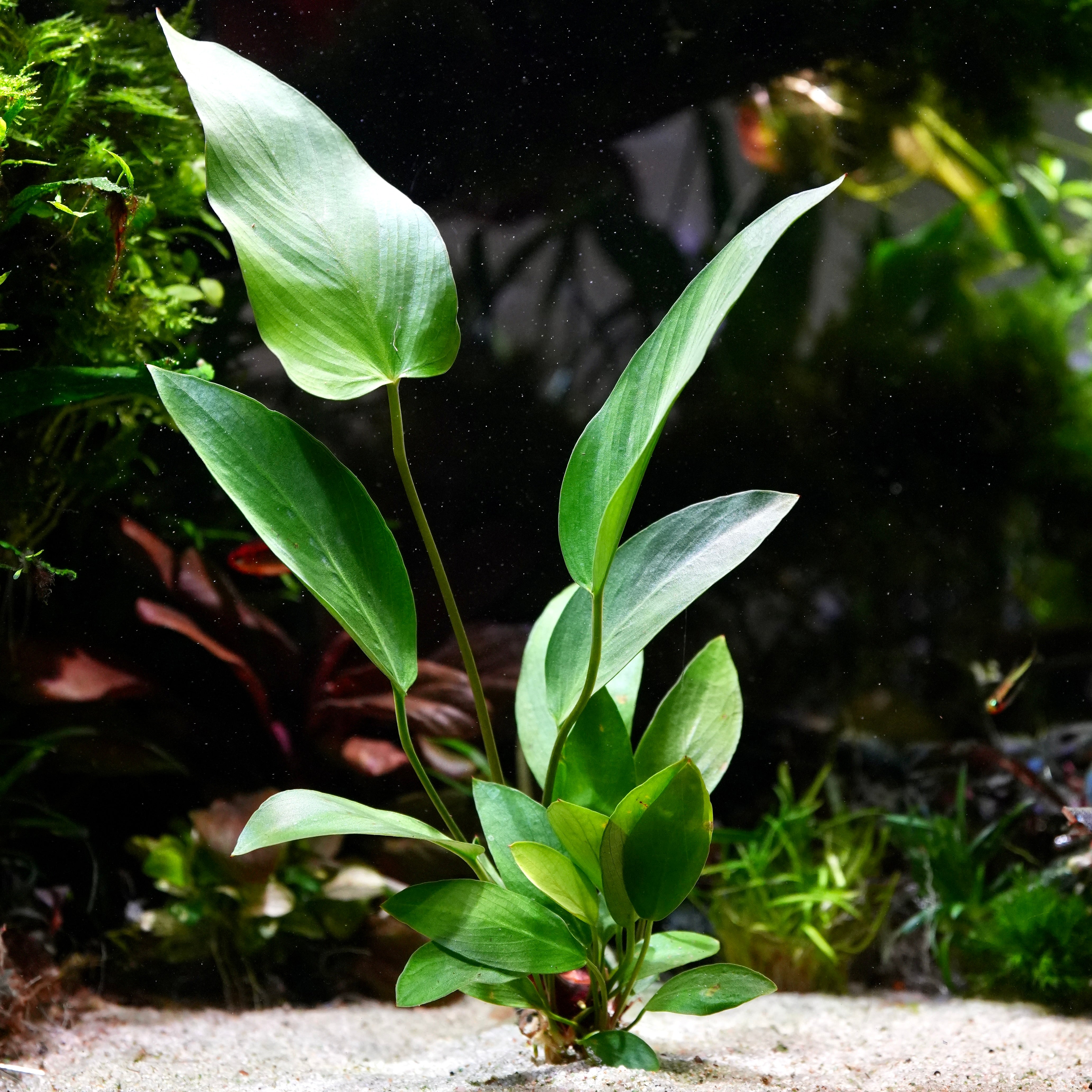 Large green anubias hastifolia aquarium epiphyte plant with arrow shaped leaves