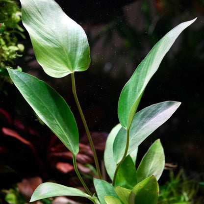 Close-up of green anubias hastifolia aquarium epiphyte plant with a dark background