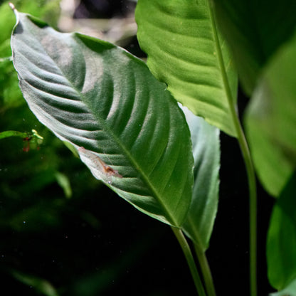 Macro shot of a green leafy anubias heterophylla aquarium epiphyte plant with a prominent ribbed leaf in sharp focus against a dark, blurred background.