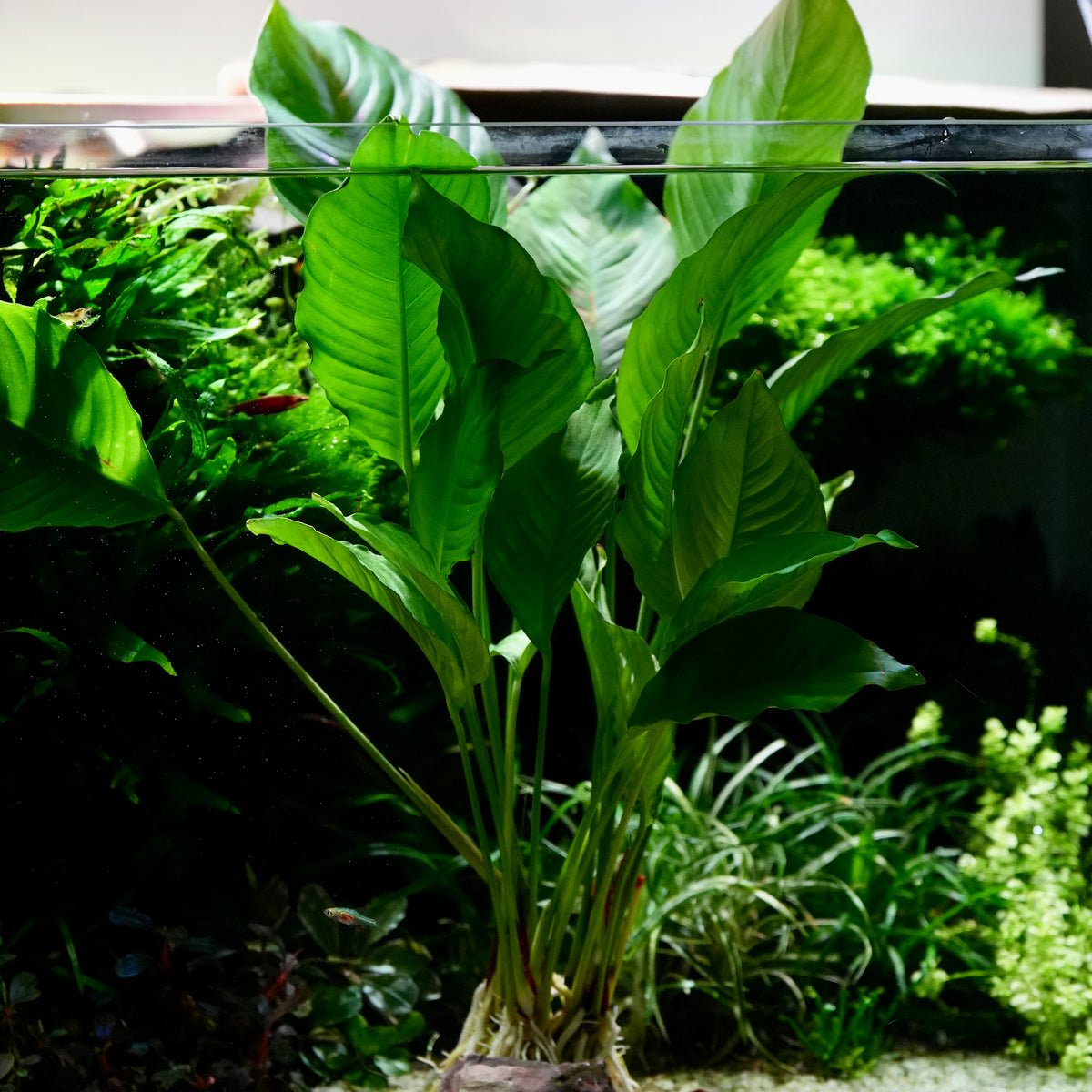 A live anubias heterophylla aquarium epiphyte plant with large, glossy green leaves and a visible root system, planted in a glass tank with other aquatic greenery in the background.