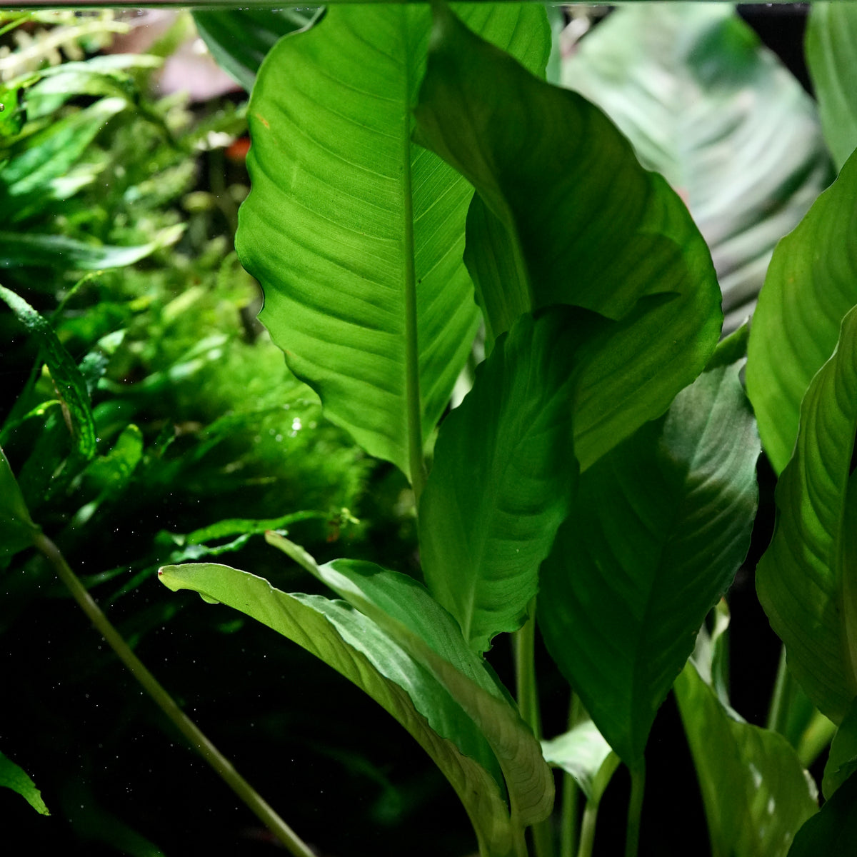 Close-up of a green tropical anubias heterophylla aquarium epiphyte plant with large, glossy, ribbed leaves in a lush, dark green outdoor or aquarium setting.