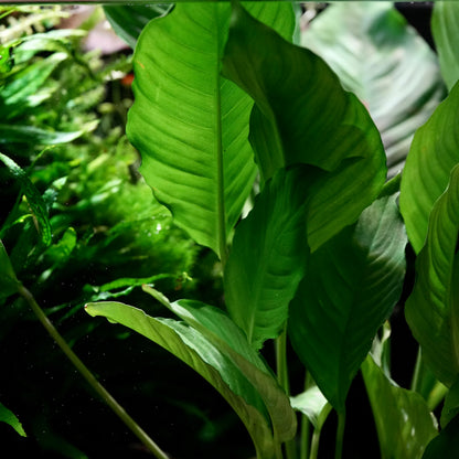 Close-up of a green tropical anubias heterophylla aquarium epiphyte plant with large, glossy, ribbed leaves in a lush, dark green outdoor or aquarium setting.
