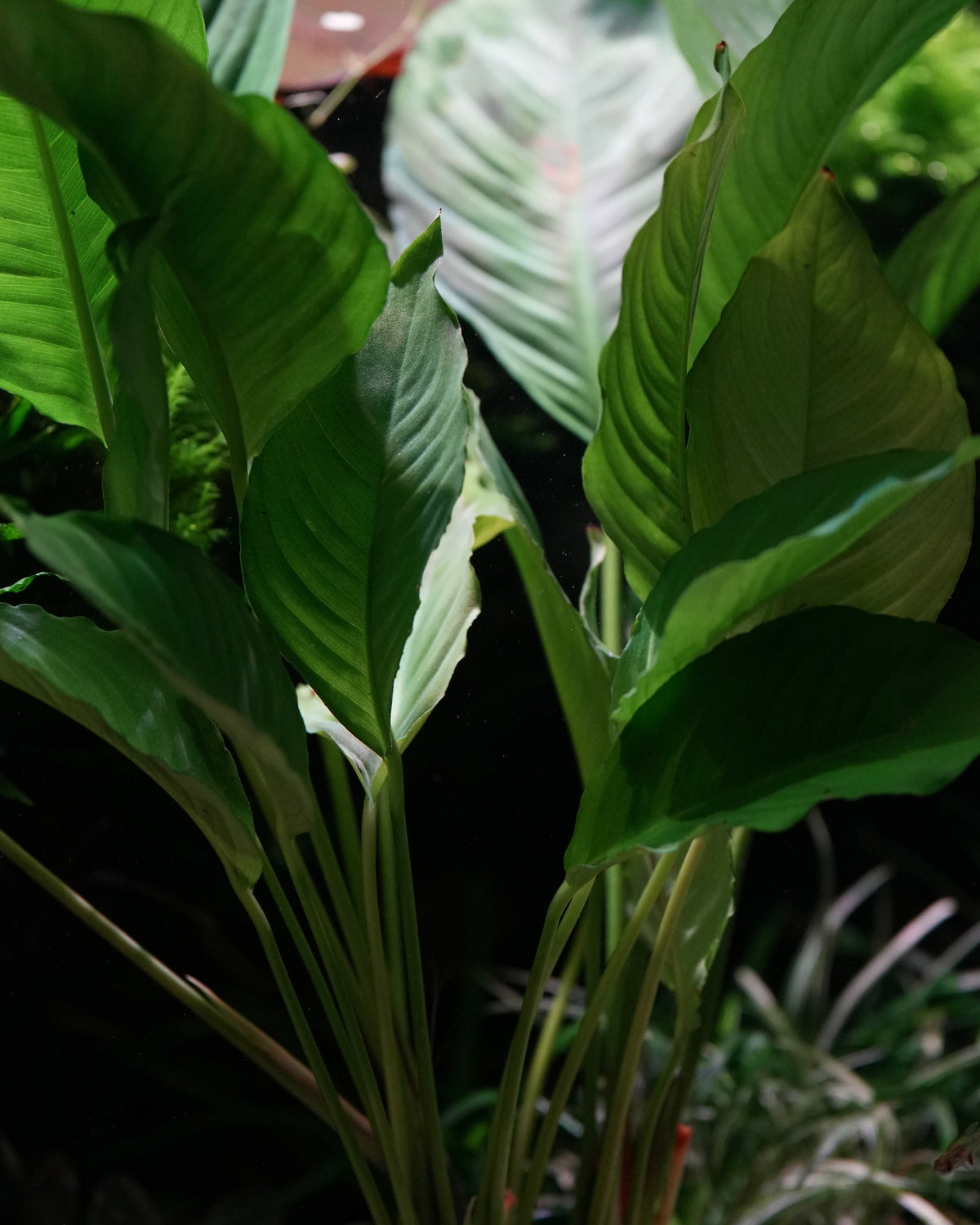 A close-up view of a green tropical anubias heterophylla aquarium epiphyte plant with large, glossy, deeply veined leaves, set against a dark background with other foliage.