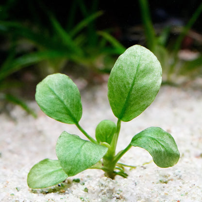 Close up of light green anubias jade rare aquarium plant