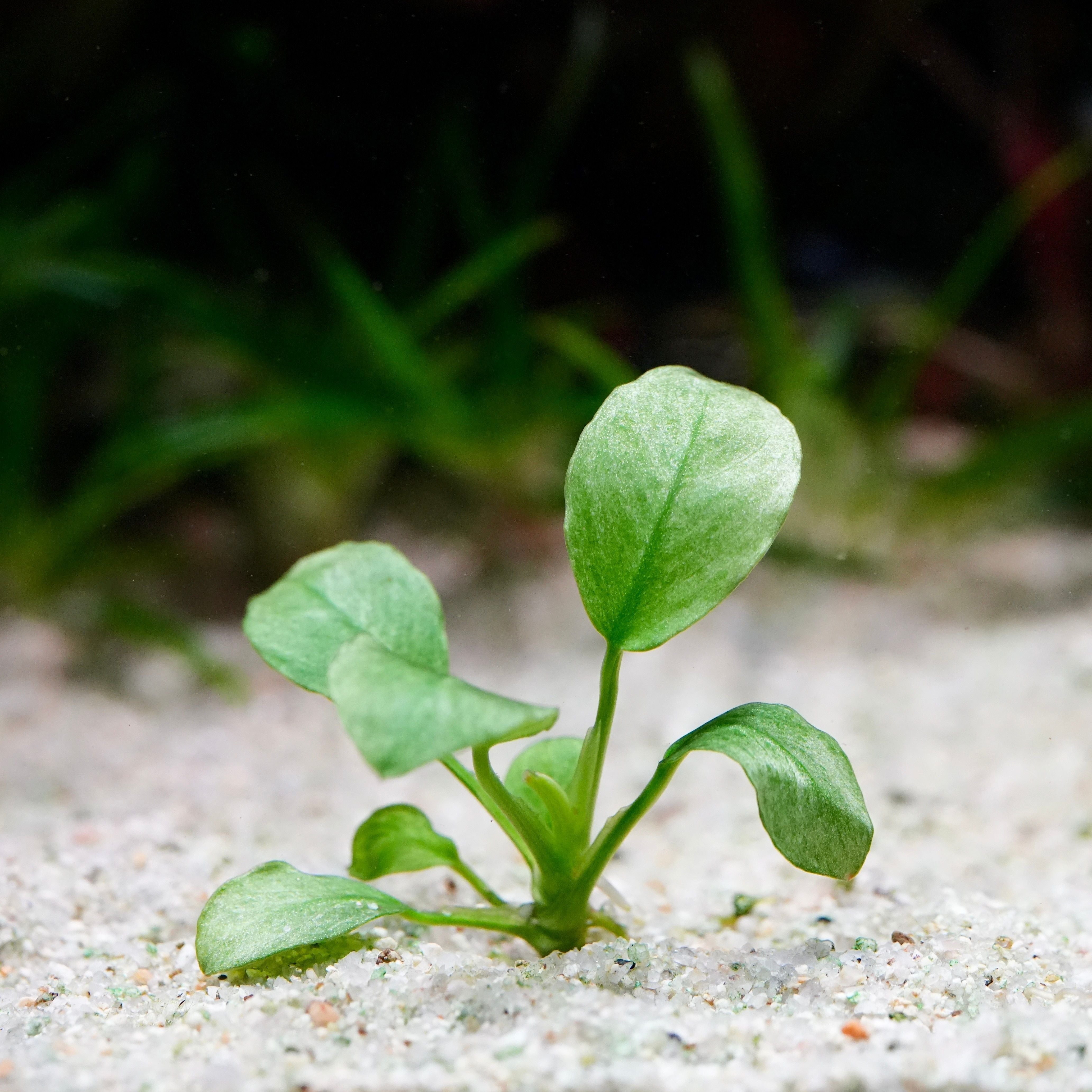 Small green anubias jade rare aquarium plant sprouting from sand with a blurred natural background