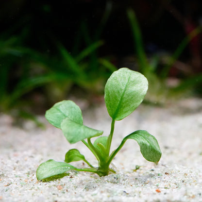 Small green anubias jade rare aquarium plant sprouting from sand with a blurred natural background