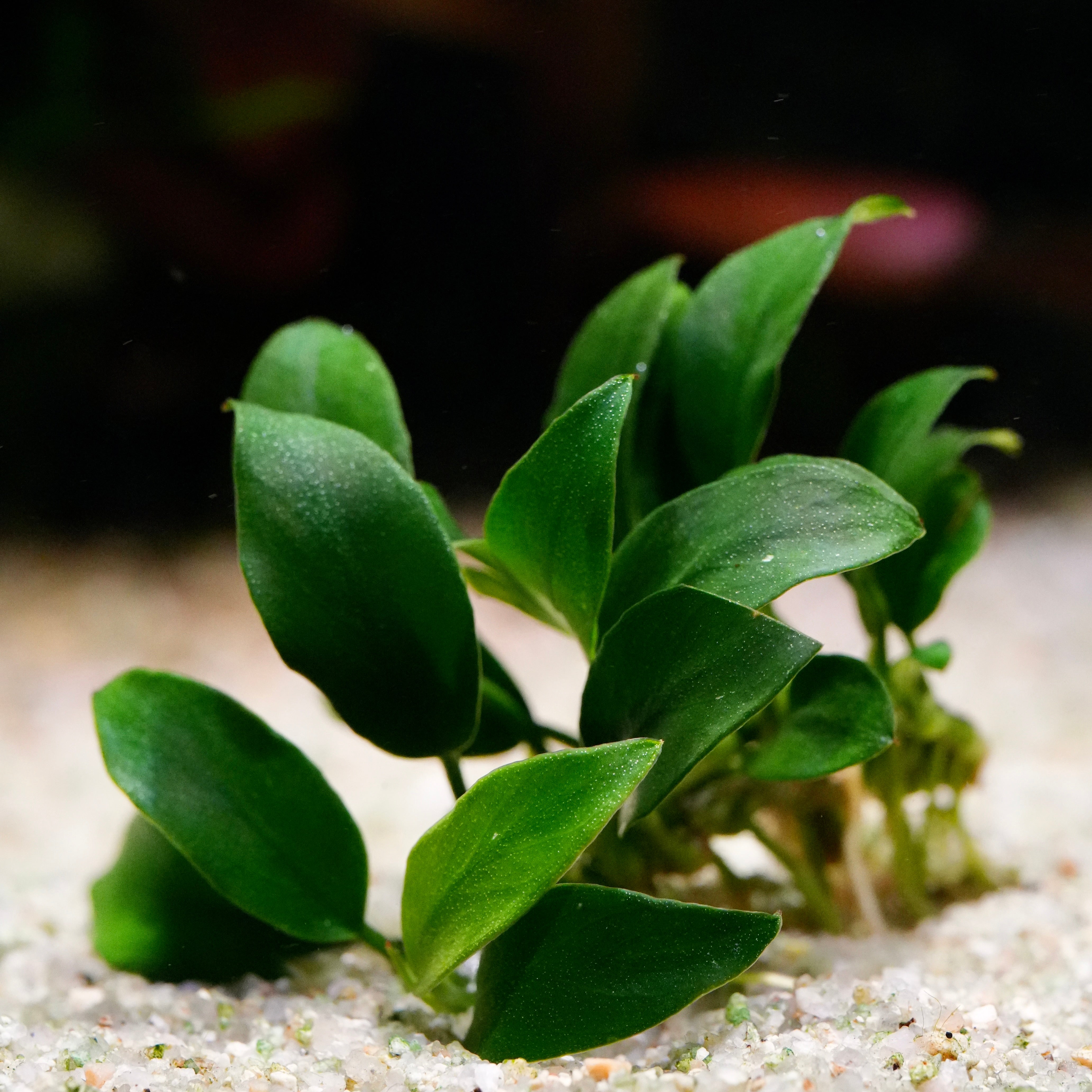 Green leafy anubias jungle star rare aquarium plant on a sandy surface with a blurred background