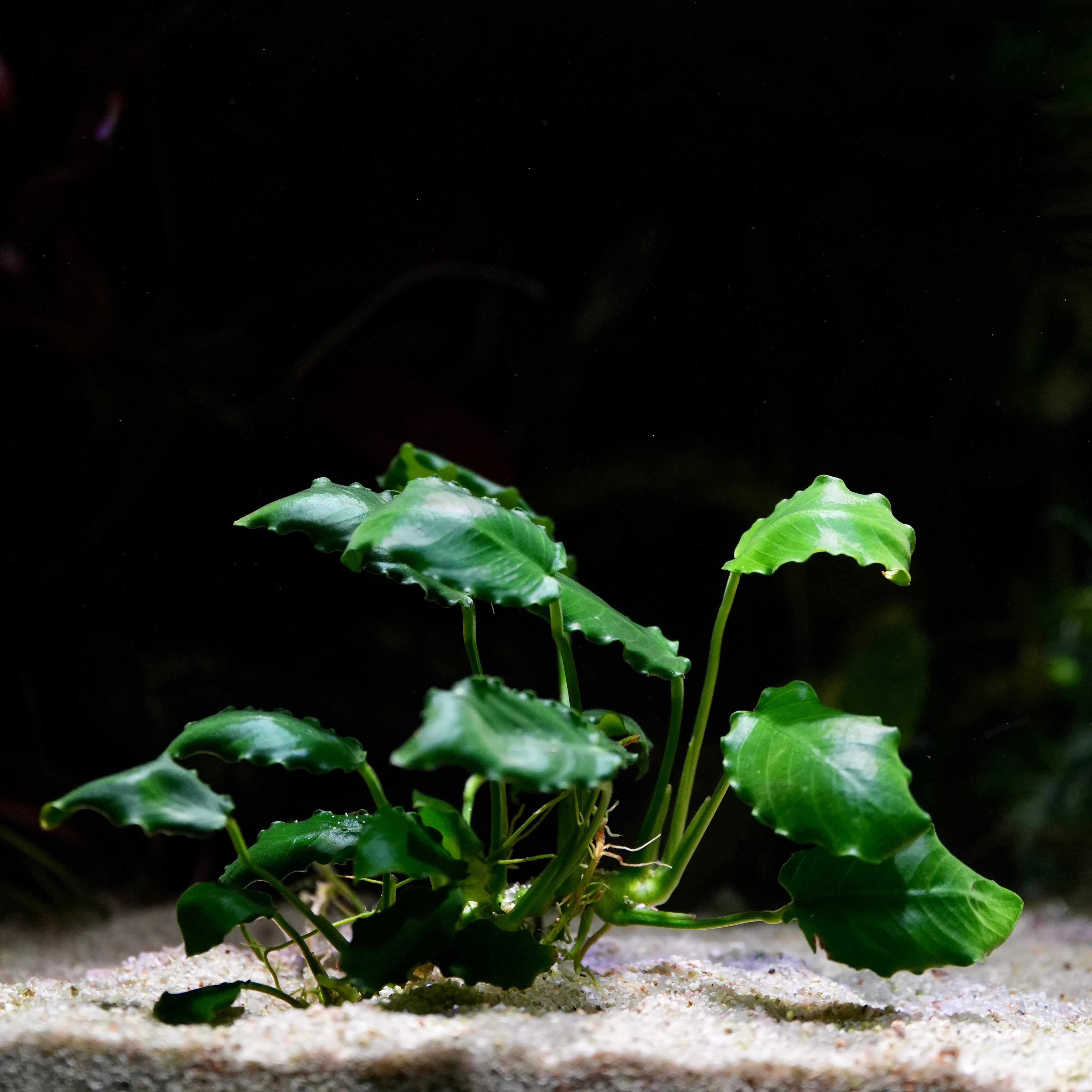 Green aquatic plant Anubis kirin with crinkled leaves