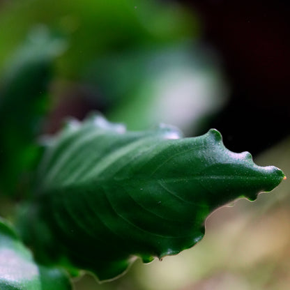 Close-up of a green crinkled leaf with a blurred natural background
