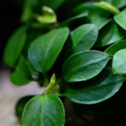 Macro shot of a green leafy anubias mini round rare aquarium epiphyte plant with oval glossy leaves and a small bud, photographed against a dark blurred background.