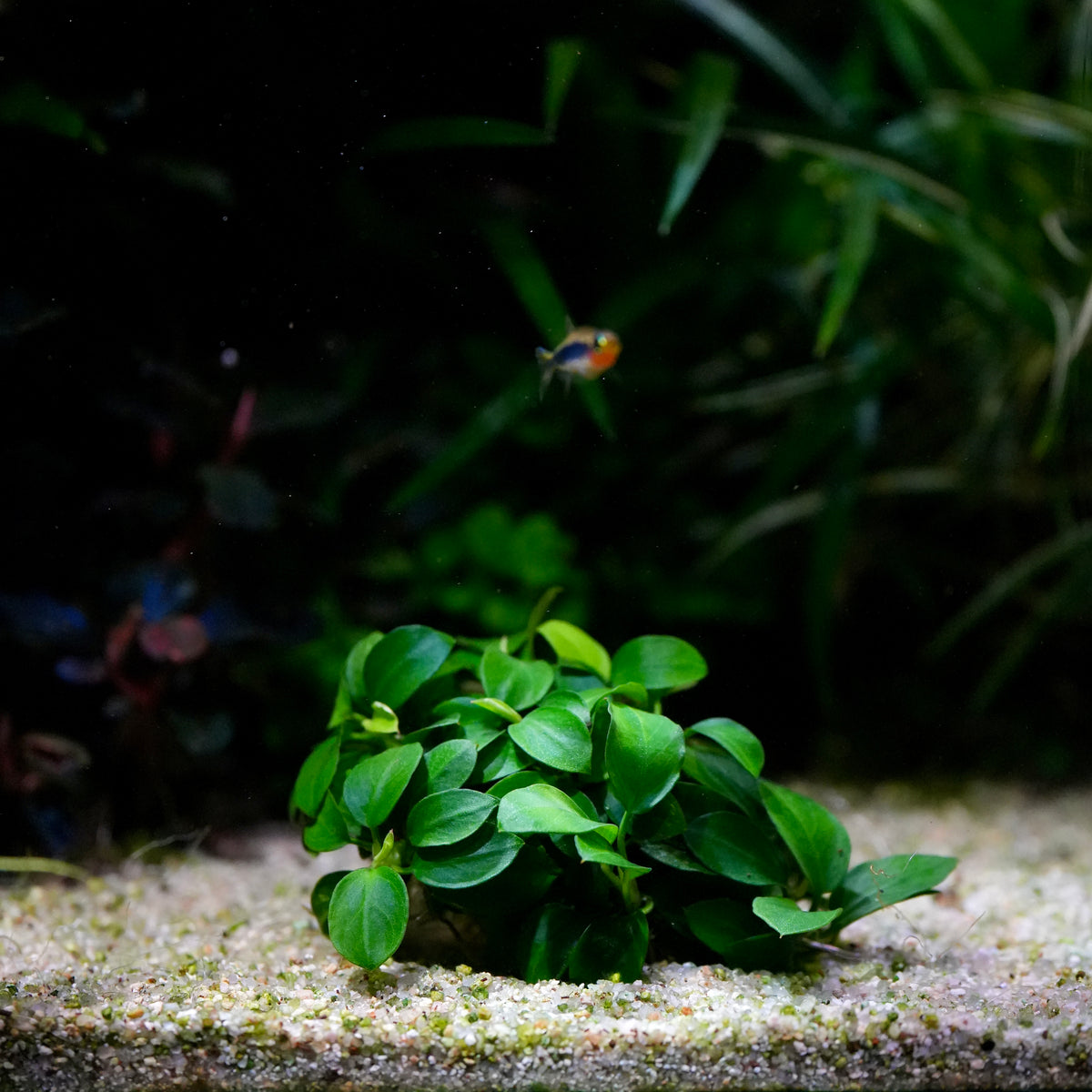 A small cluster of vibrant green anubias mini round rare aquarium epiphyte plant growing in white sand substrate inside an aquarium, with a tiny fish swimming in the dark, blurred background.