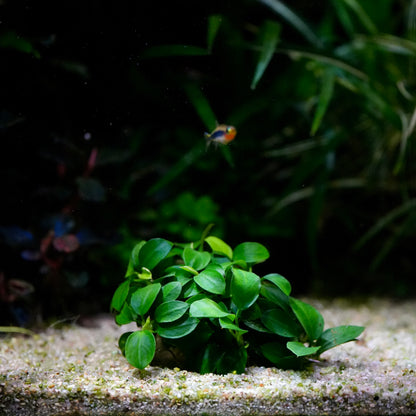 A small cluster of vibrant green anubias mini round rare aquarium epiphyte plant growing in white sand substrate inside an aquarium, with a tiny fish swimming in the dark, blurred background.