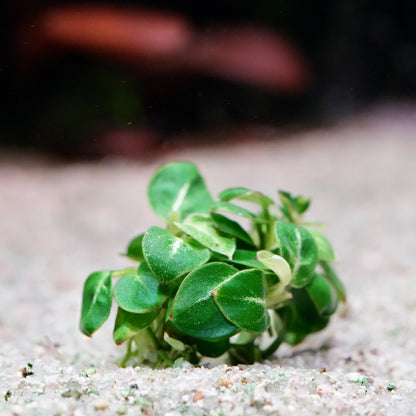 Small green anubias mini stardust rare aquarium plant on a sandy surface with a blurred background