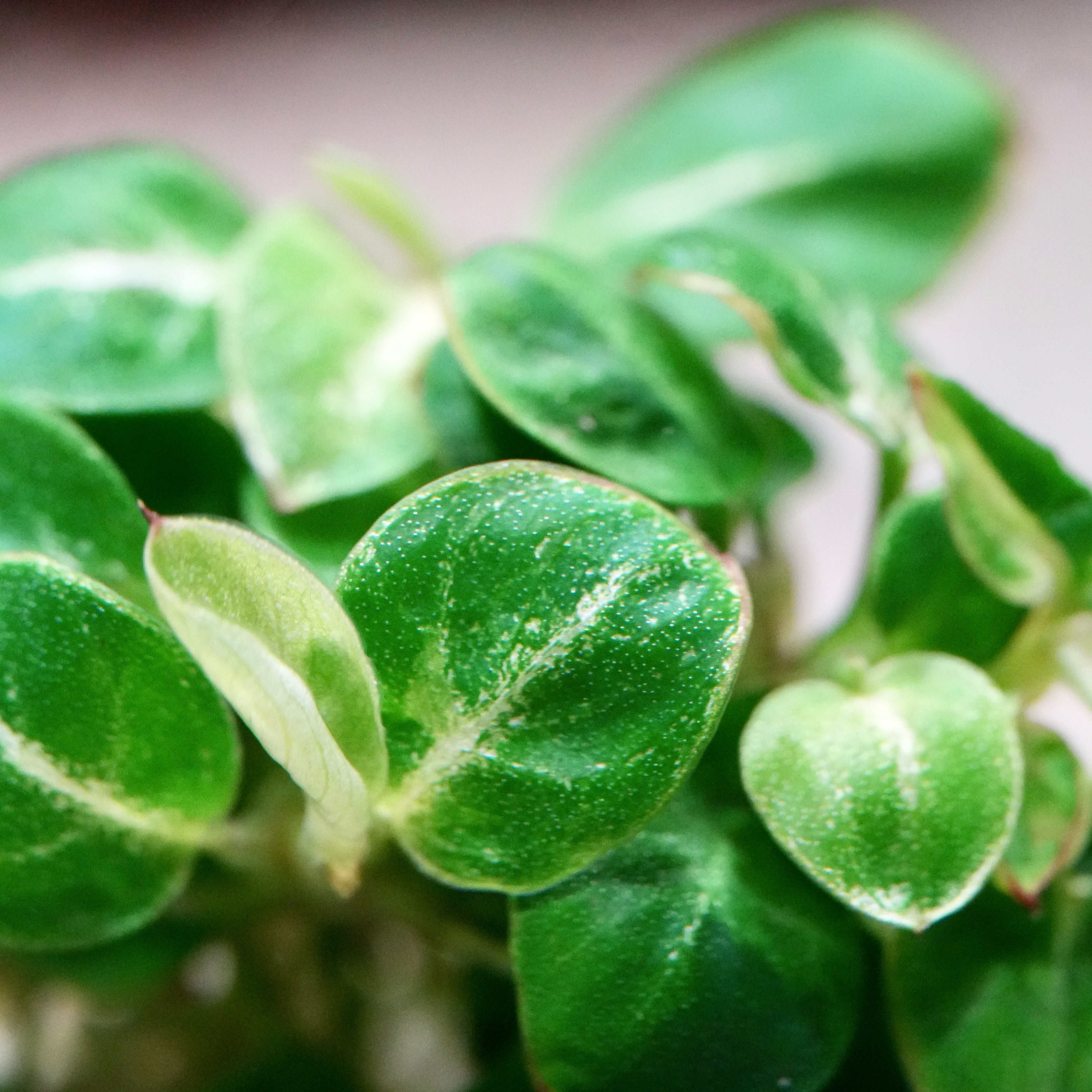 Close-up of green leaves anubias mini stardust rare aquarium plant with white veins on a blurred background