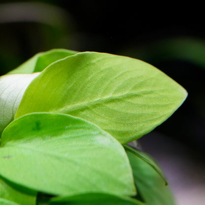 Macro shot of anubias nana golden aquarium epiphyte plant leaf