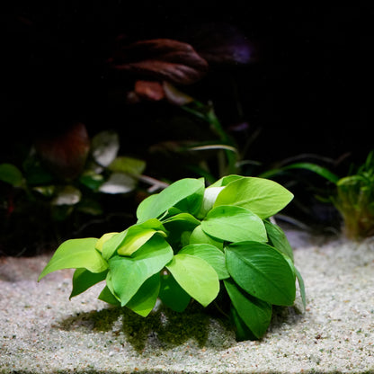 Light green anubias nana golden aquarium epiphyte plant on a sandy substrate with a dark background