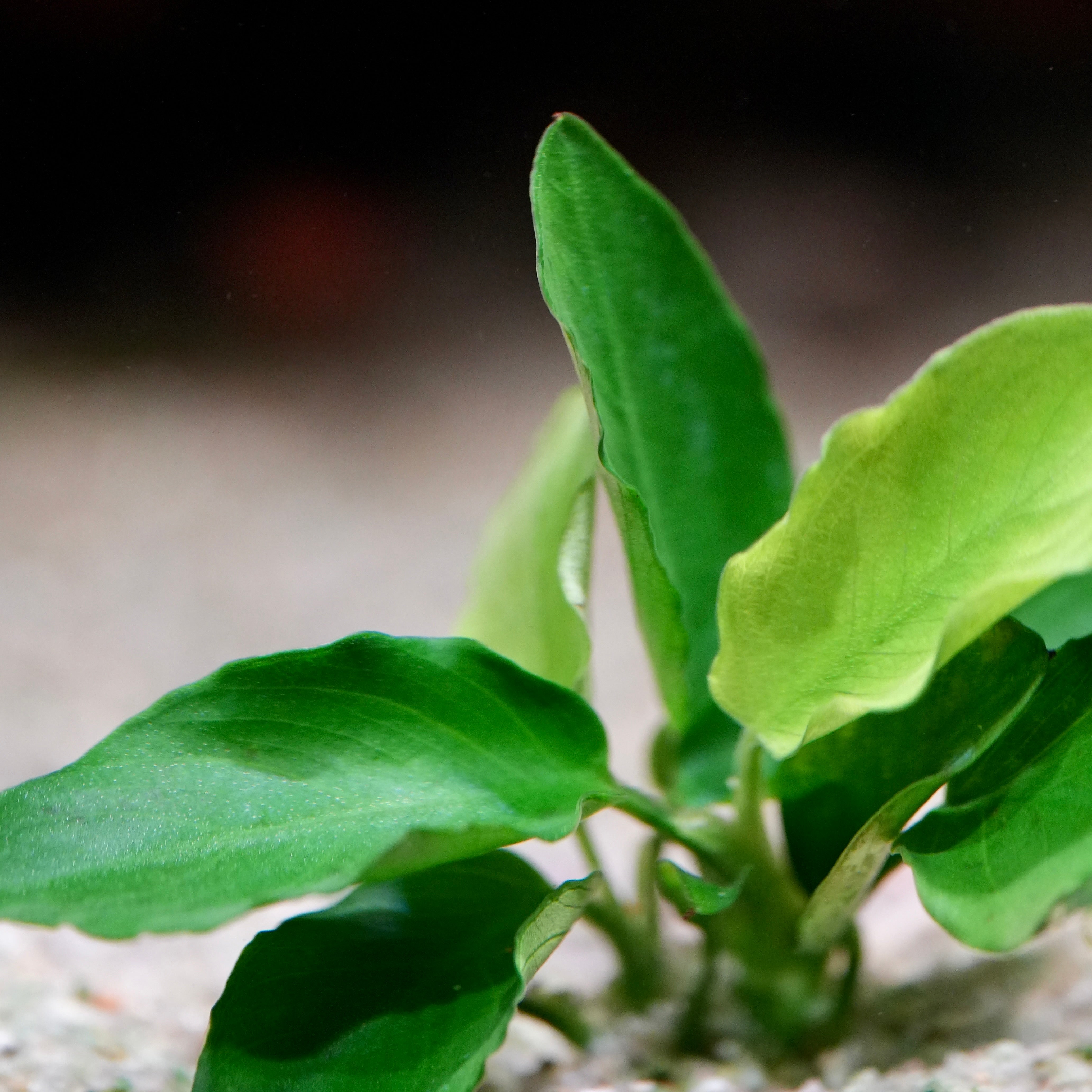 Close-up of a green leafy anubias nana long wavy aquarium plant with a blurred background