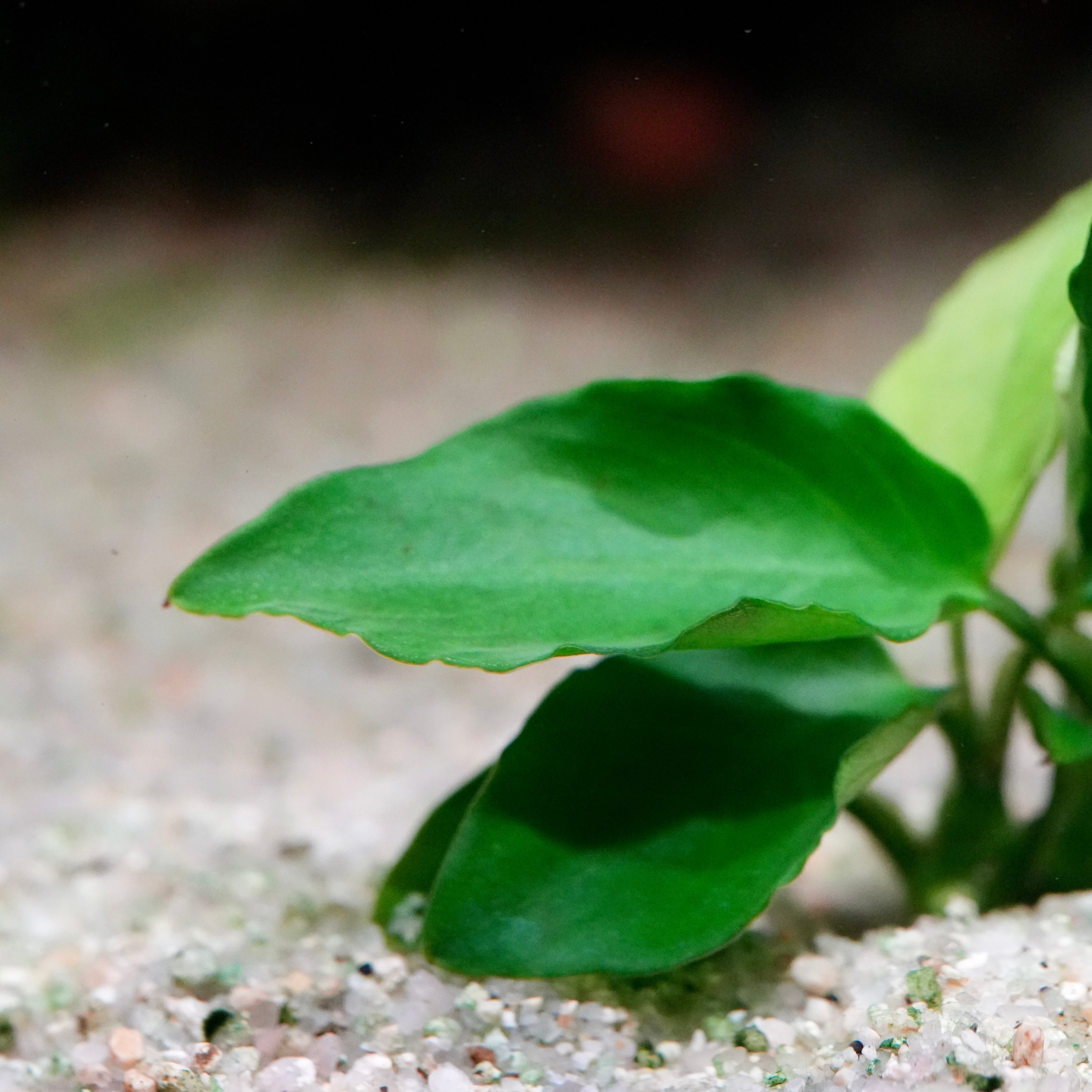 Close-up of green anubias nana long wavy aquarium plant leaf