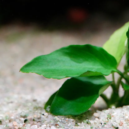 Close-up of green anubias nana long wavy aquarium plant leaf