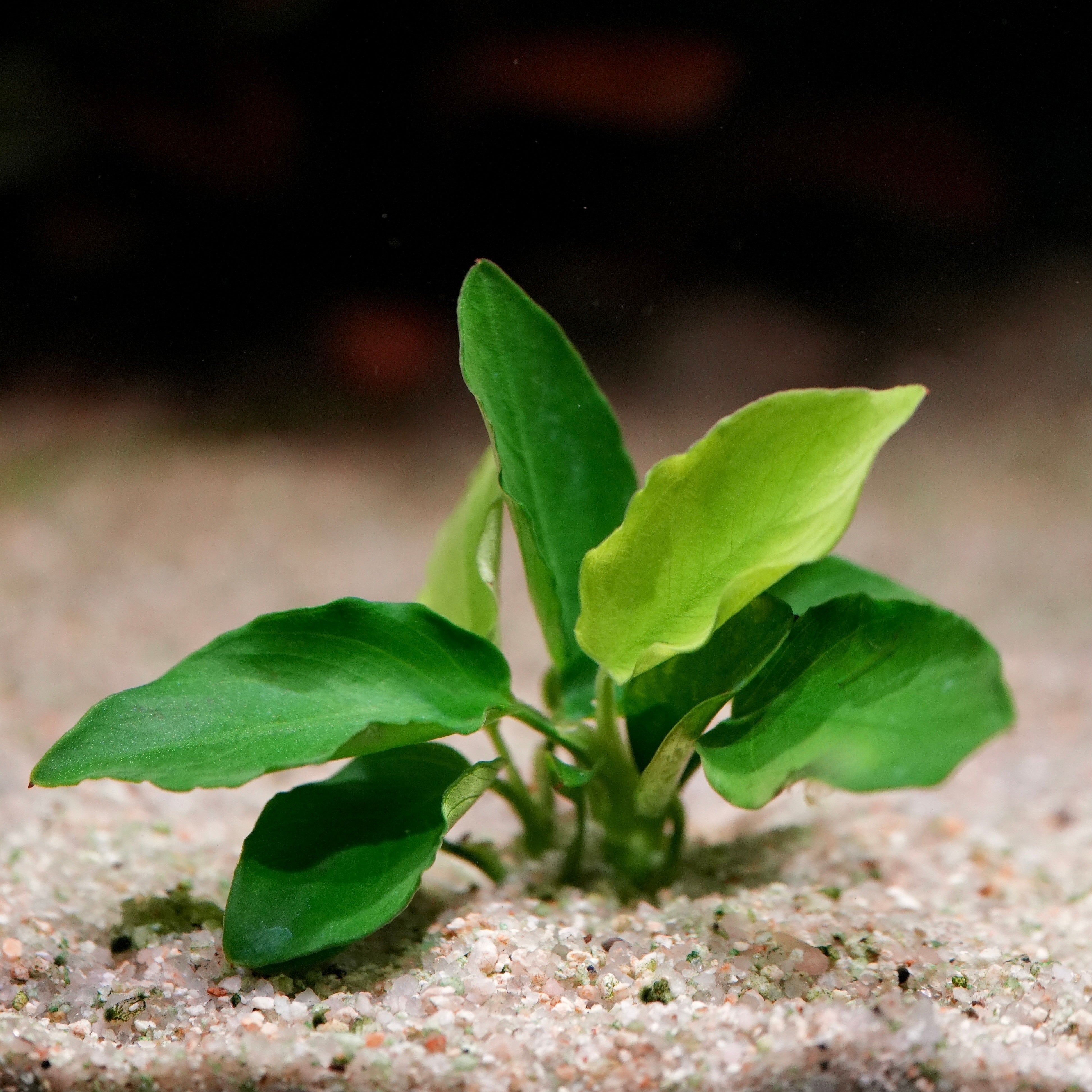 Small green anubias nana long wavy aquarium plant in sand with a blurred background