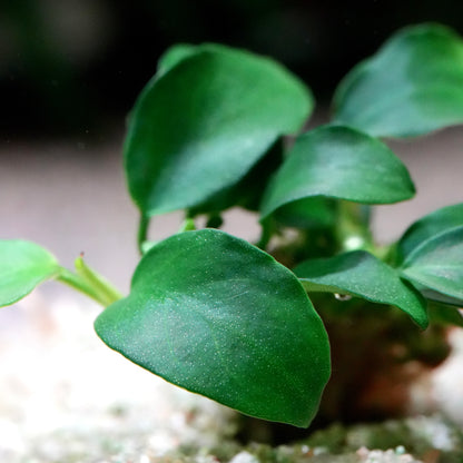 Macro shot of a green anubias nana petite aquarium plant leaf