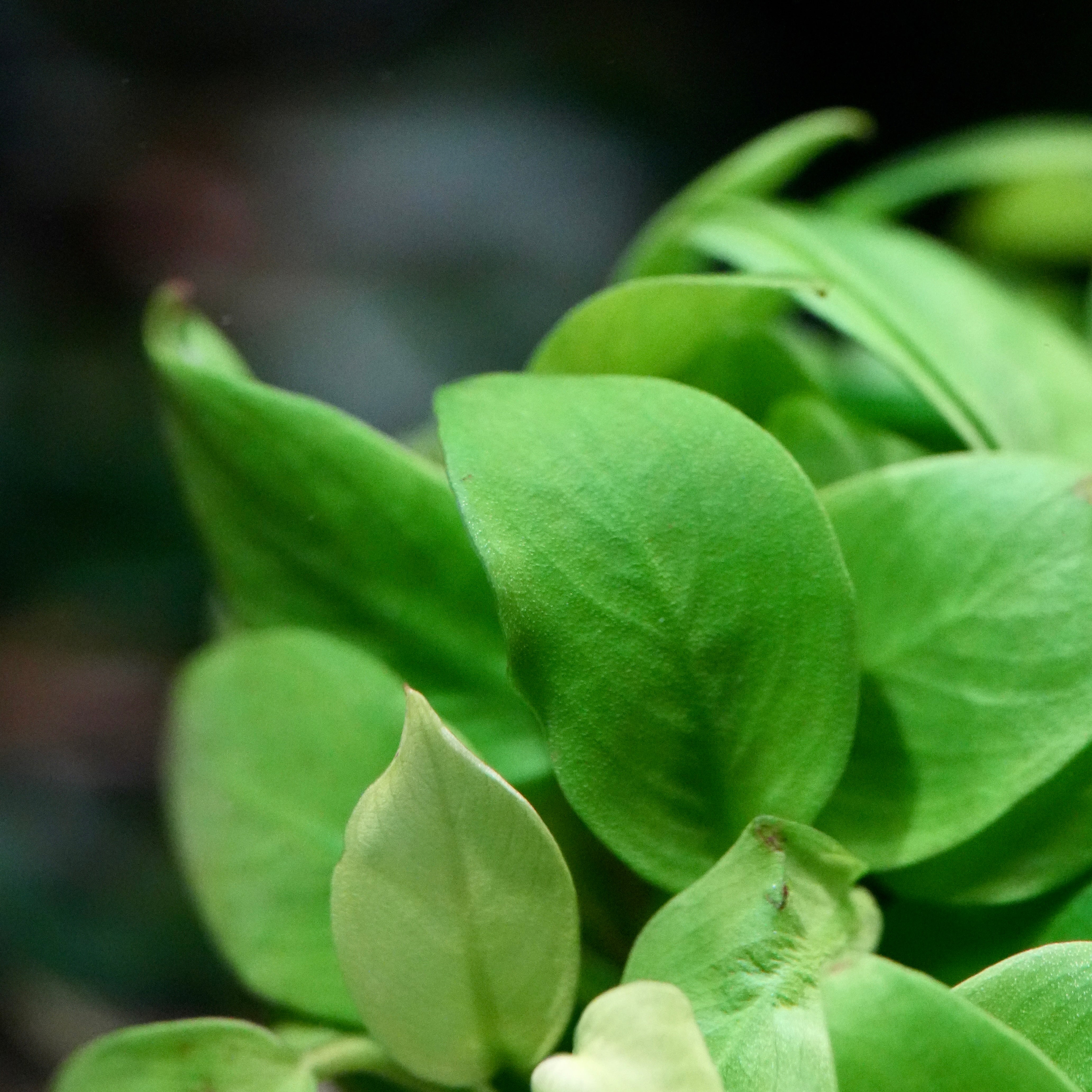 Close-up of bright green leaves of anubias nana petite golden aquarium epiphyte plant 