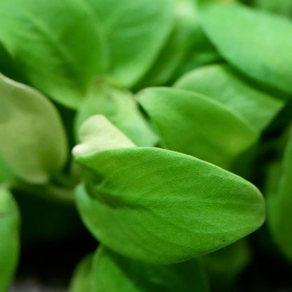 Macro shot of anubias nana petite golden aquarium epiphyte plant 