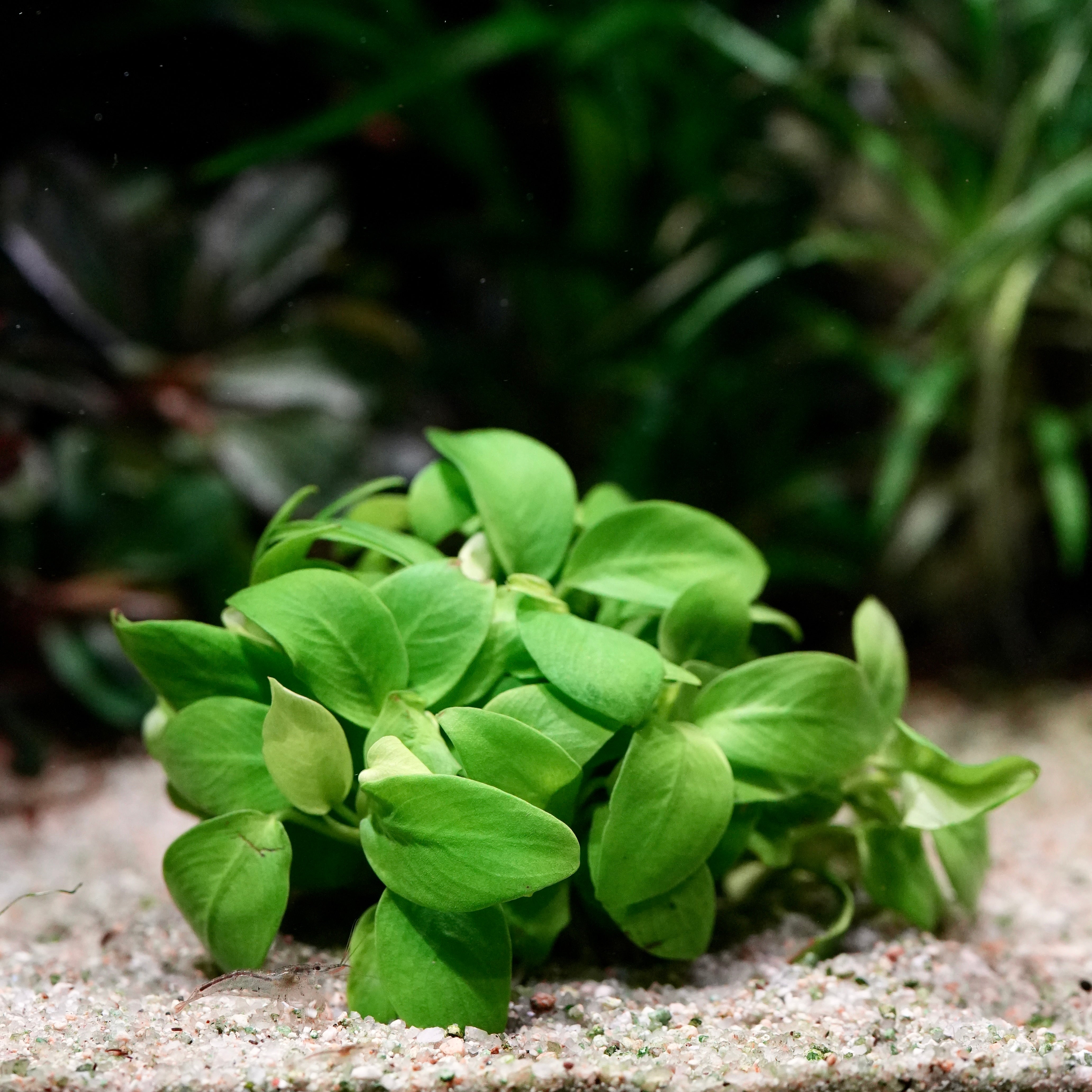 A small cluster of bright green anubias nana petite golden aquarium epiphyte plant leaves growing on light gravel with a blurred dark green background.