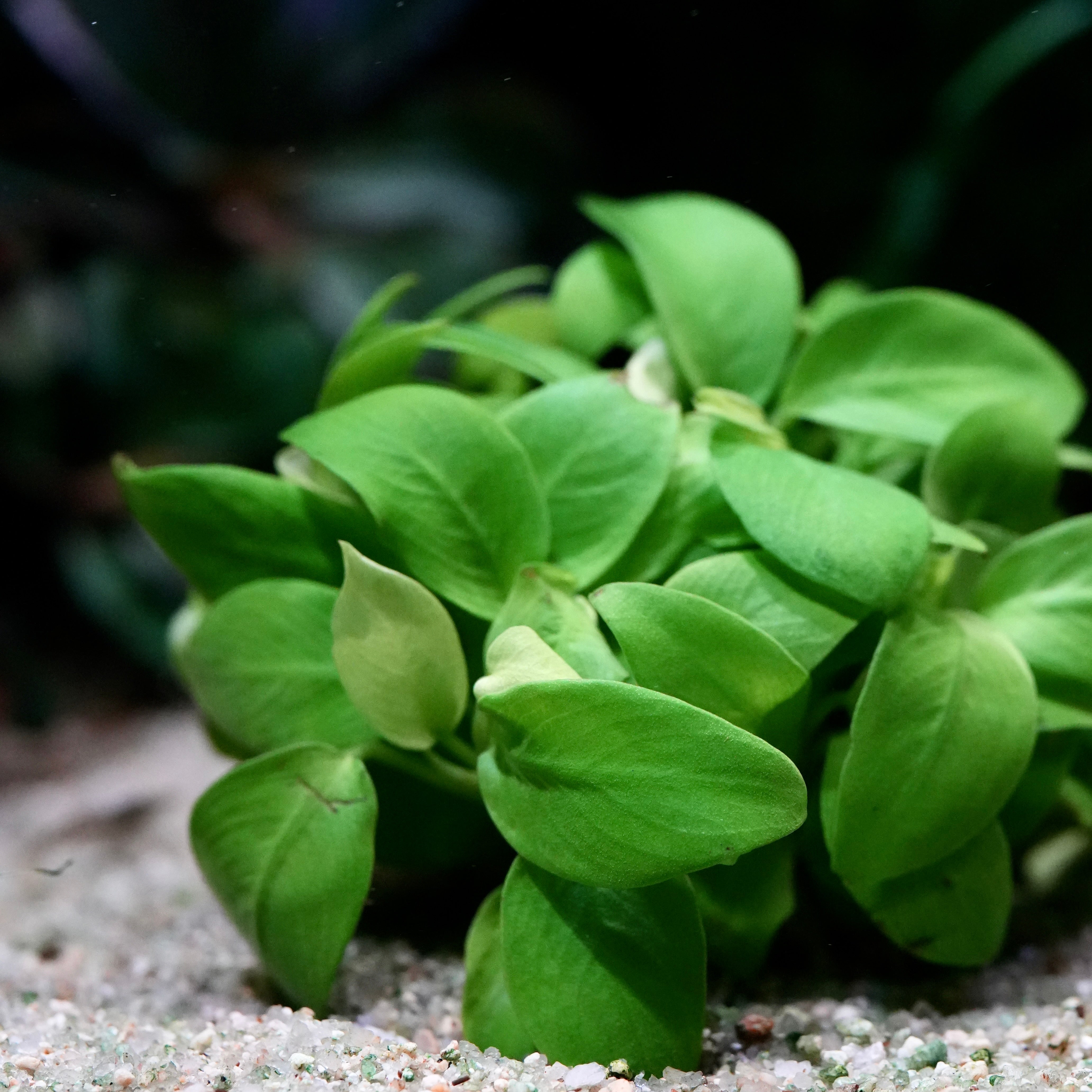 A close-up of a vibrant green anubias nana petite golden aquarium epiphyte plant with rounded, glossy leaves growing on light-colored gravel in a dark, underwater setting.