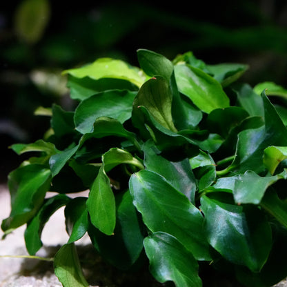 Macro shot of anubias nana petite wavy aquarium epiphyte plant crinkled leaves