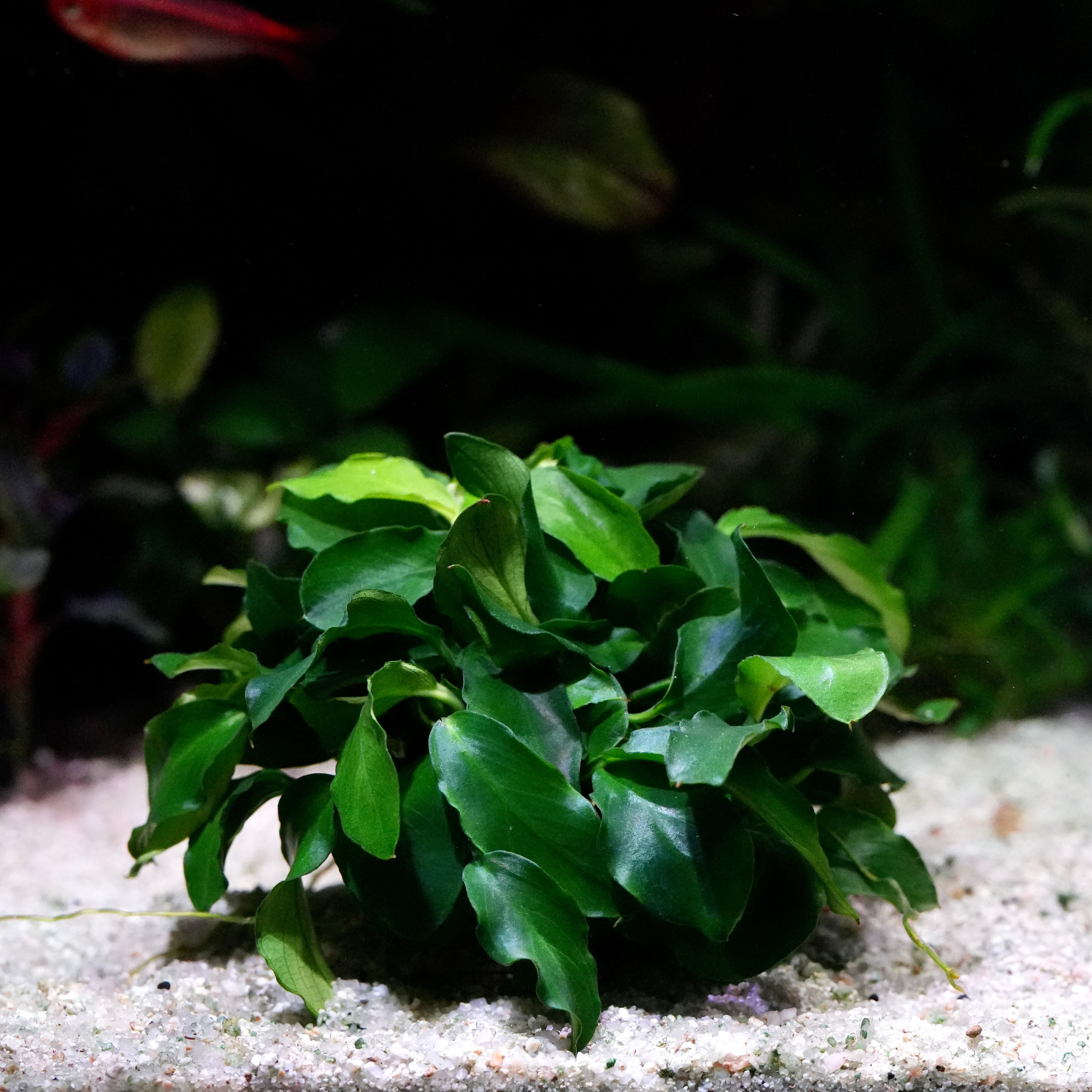 Green anubias nana petite wavy aquarium epiphyte plant on a sandy substrate with a dark background